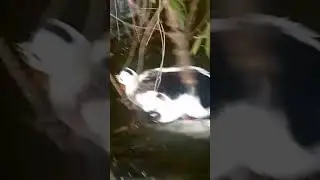 drake vs drake | male duck vs male duck fight for mating and the weaker one  escapes | wood animals