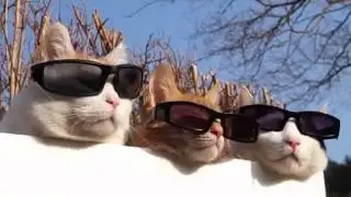 Кошки и солнцезащитные очки  Cats With Cheap Sunglasses