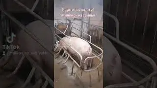 ‪@million_on_pigs‬
