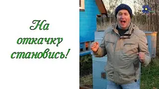 На откачку меда становись!