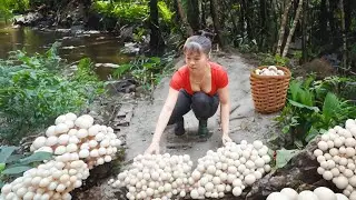 Harvesting Earth Mushroom Grow After Rain Go To Market Sell - Cooking | New Free Bushcraft