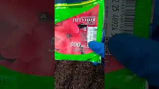 13.01.23 Первые всходы петунии.