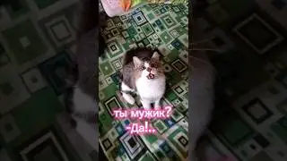 Прикольная озвучка 🤣 #cat #прикольнаяозвучка #кот #юмор