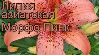 Лилия азиатская Морфо Пинк 🌿 обзор: как сажать, луковицы лилии Морфо Пинк