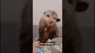 Как ест мой муж и как я это вижу)