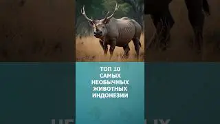Топ 10 самых необычных животных Индонезии #индонезия #топ10 #комарик #дикиеживотные #шортс #shorts