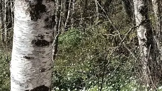 Оригинальное видео, дорожка к морю!