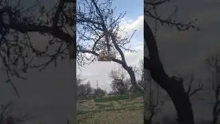 Пение седоголового щегла Исфара