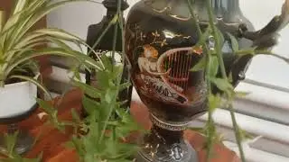 Хлорофитум.Самый красивый,самый неприхотливый и очень полезный.