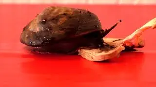Улитки в домашних условиях  Видео про улиток Pleurodonte excellens- ЭКСЕЛЕНС.