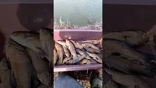 рыбалка в ставку возле дома, линь , раки и золотой карась)