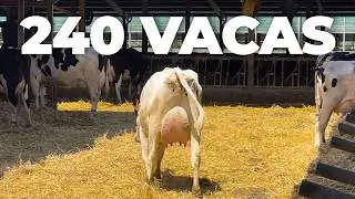 12 MIL LITROS DE LEITE POR LACTAÇÃO SEM SILAGEM DE MILHO NA ITÁLIA 🇮🇹