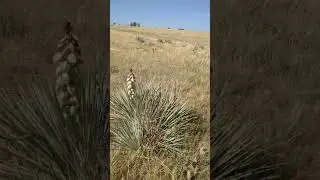 Sometimes one of the horses just refuses to go to the barn and you got to chase him
