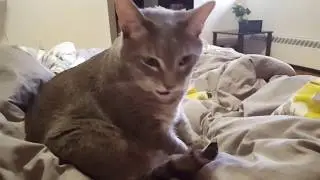 Кот Кузя сосёт хвост