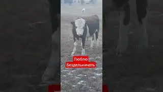 Люблю бездельничать