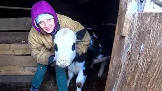 СЪЕЗДИЛИ В ГОРОД , ПОСТАВИЛИ ПРИВИВКУ, СХОДИЛИ В ГОСТИ К БАБУШКЕ. ИЗ ГОРОДА В ДЕРЕВНЮ 654 серия