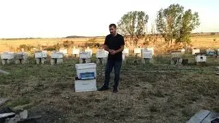 Bal Sağımından Sonra Yapılması Gerekenler Detaylı Anlatım ne fayda