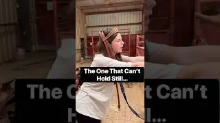 POV: What Horses are Really Like 🐴