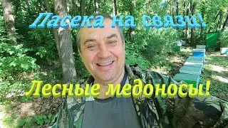 ✅Пасека на связи! Медоносы леса! 