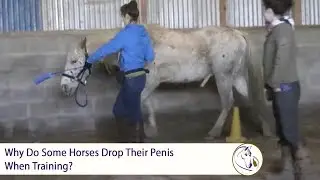 Why Do Some Horses Drop Their Penis When Training?