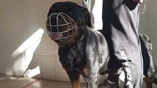Собака ротвейлер, после двойной операции🐕