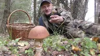 Поиски грибов в Подмосковье. Тихая охота. Грибы и лес.