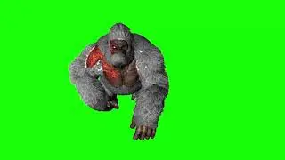 Gorilla Walk Green Screen Video
