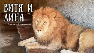 ❤️Лев ВИТЯ и львица ДИНА. НОВАЯ ВСТРЕЧА! Обзор фермы 