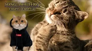 🤩CUTE NYANYI||BERHENTI MABUK||TIKKRITIKKRITIK||KUCING GAUL||LUCU