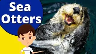 Cutest Sea Otters Facts