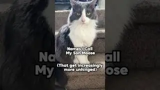 Unhinged Cat Nicknames 😬🐱 #cat #catlover #catvideos #catnicknames #unhinged #chonkycats