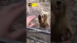 Медведь выпрашивал еду 😎