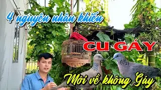 4 Nguyên nhân khiến chim Cu Gáy ta mới về không gáy