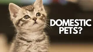 Can Sandcats Be Domestic Pets?