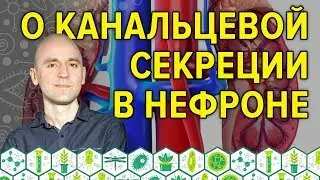 14. О канальцевой секреции в нефроне. Углубление знаний: зачем?
