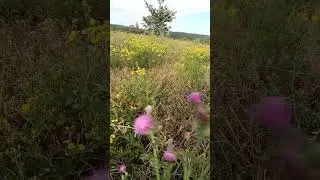 ✅ Куда летают мои пчелы?