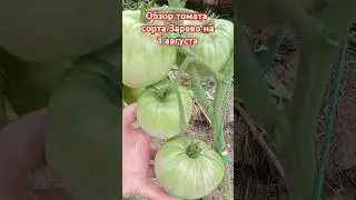 Обзор томата сорта Зарево за лето. 1августа.