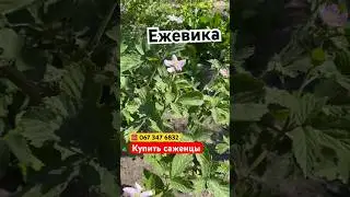 Купить саженцы Ежевики Торнфри Хитрук Елена Украина 