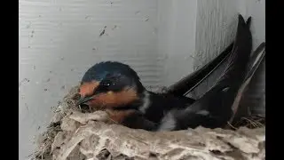 Barn Swallow Nest-cam: T-2 Days - Live Stream