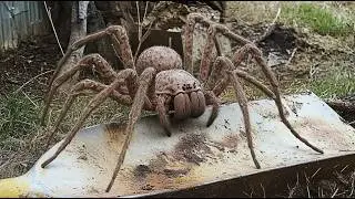 10 Biggest Spiders You’ll Ever See | Creepy Arachnids Revealed