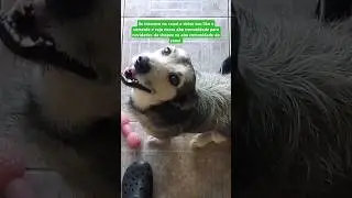 Bomba!!!! Cachorro vidente é um pet fofo rs  rs #viral #shorts #br