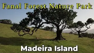 Fanal Forest Madeira Island Portugal 4K - laurel forest Madeira , nature park