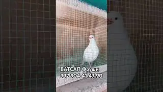 Чучахош Хаст Фрушба  Кабки Сафед