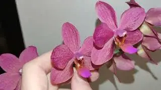 Фаленопсис Сокровище Будды/ Phal. Buddha's treasure