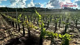 Nueva plantación de viñedo en Peñaranda de Duero