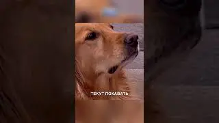 Беспалевный песик  