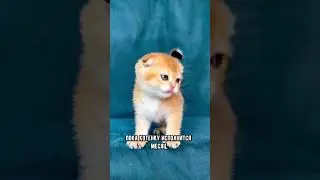 Как определить пол котёнка 