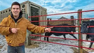 Starting A Cattle Business From Scratch