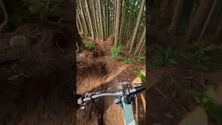 Fast through the Ferns! 🌿