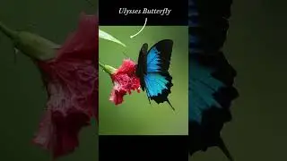 MOST BEAUTIFUL BUTTERFLY 🦋   #butterfly #beautifulbutterfly #viralshorts #trending